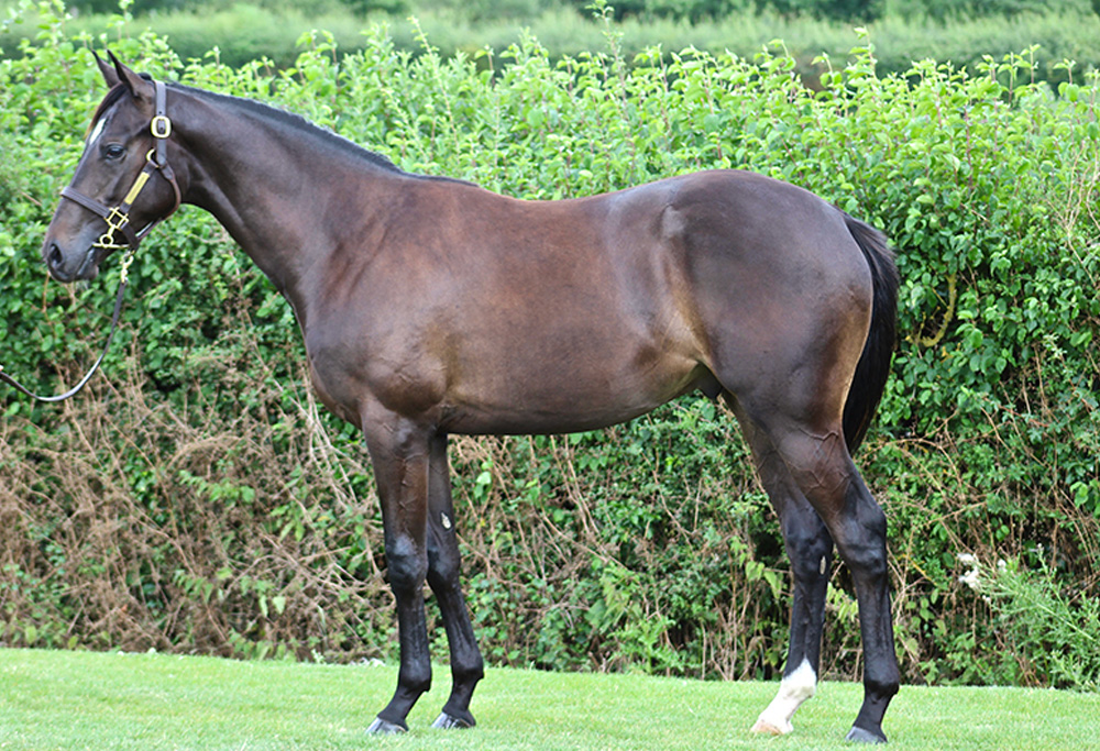 Our Horses for Sale