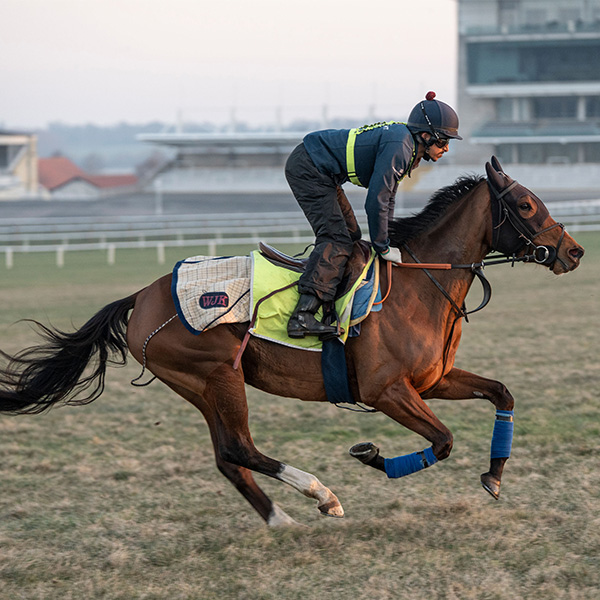 Our Horses In Training
