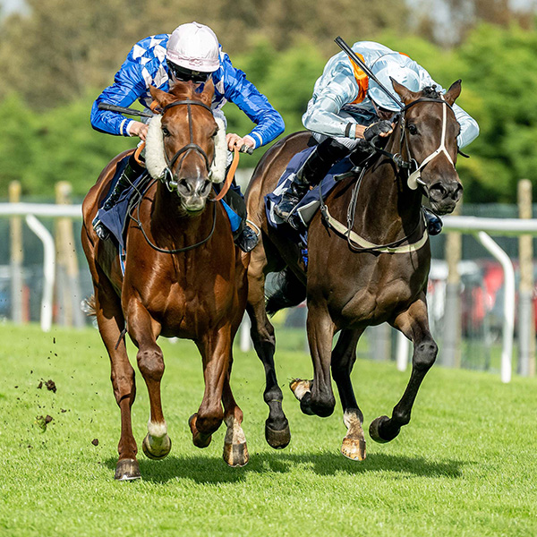 Our Horses In Training