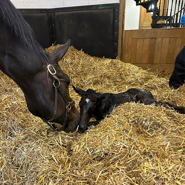 Our Foals