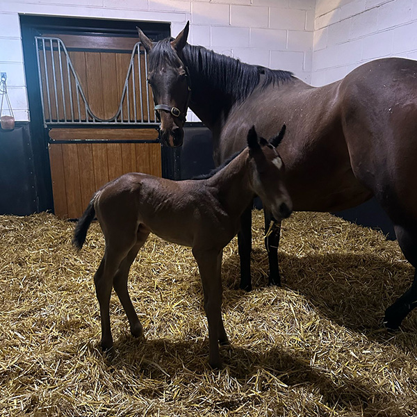 Our Foals