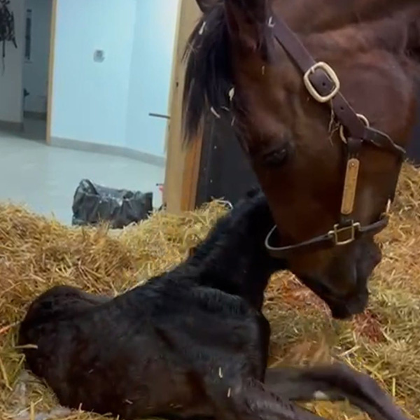 Our Foals