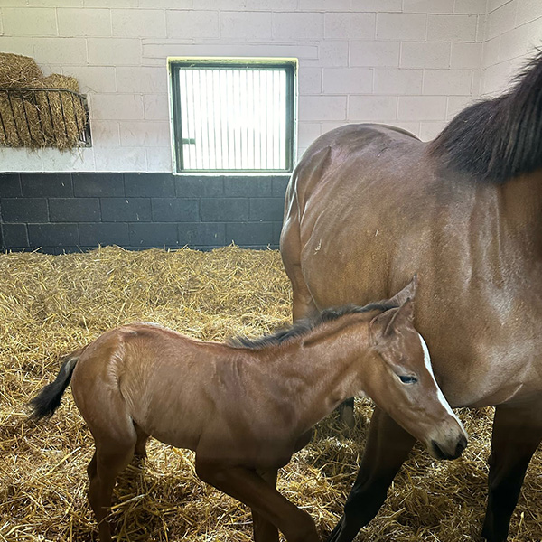 Our Foals