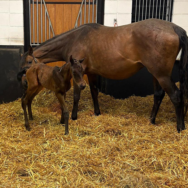 Our Foals