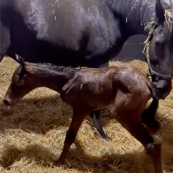 Our Foals