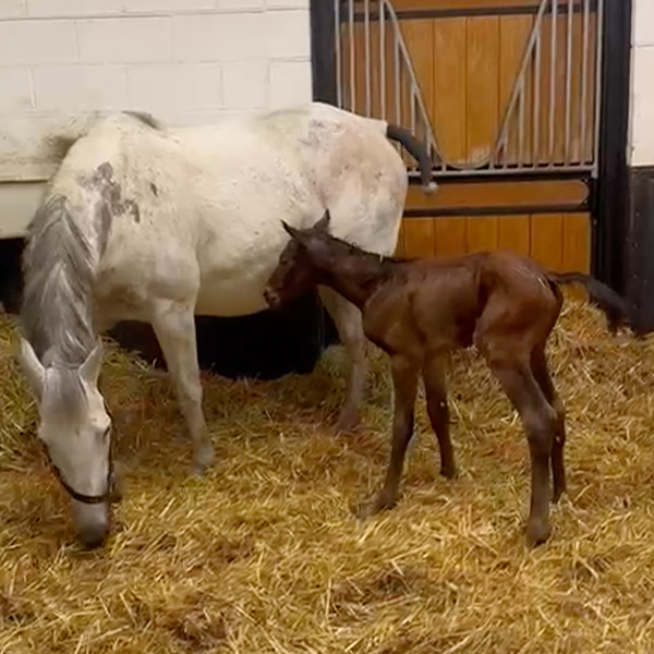 Our Foals