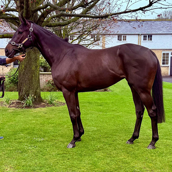 Our Horses In Training