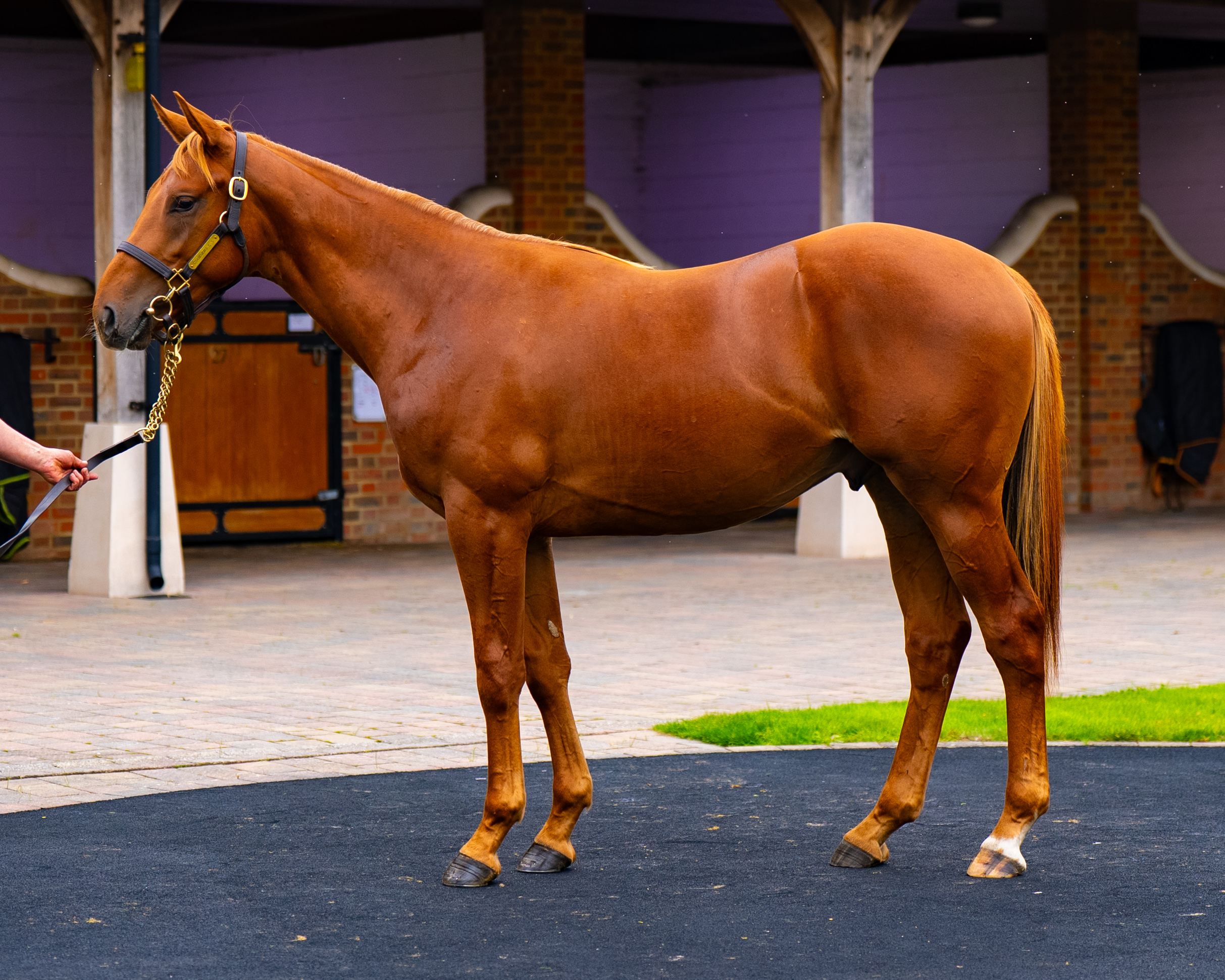 Our Horses for Sale