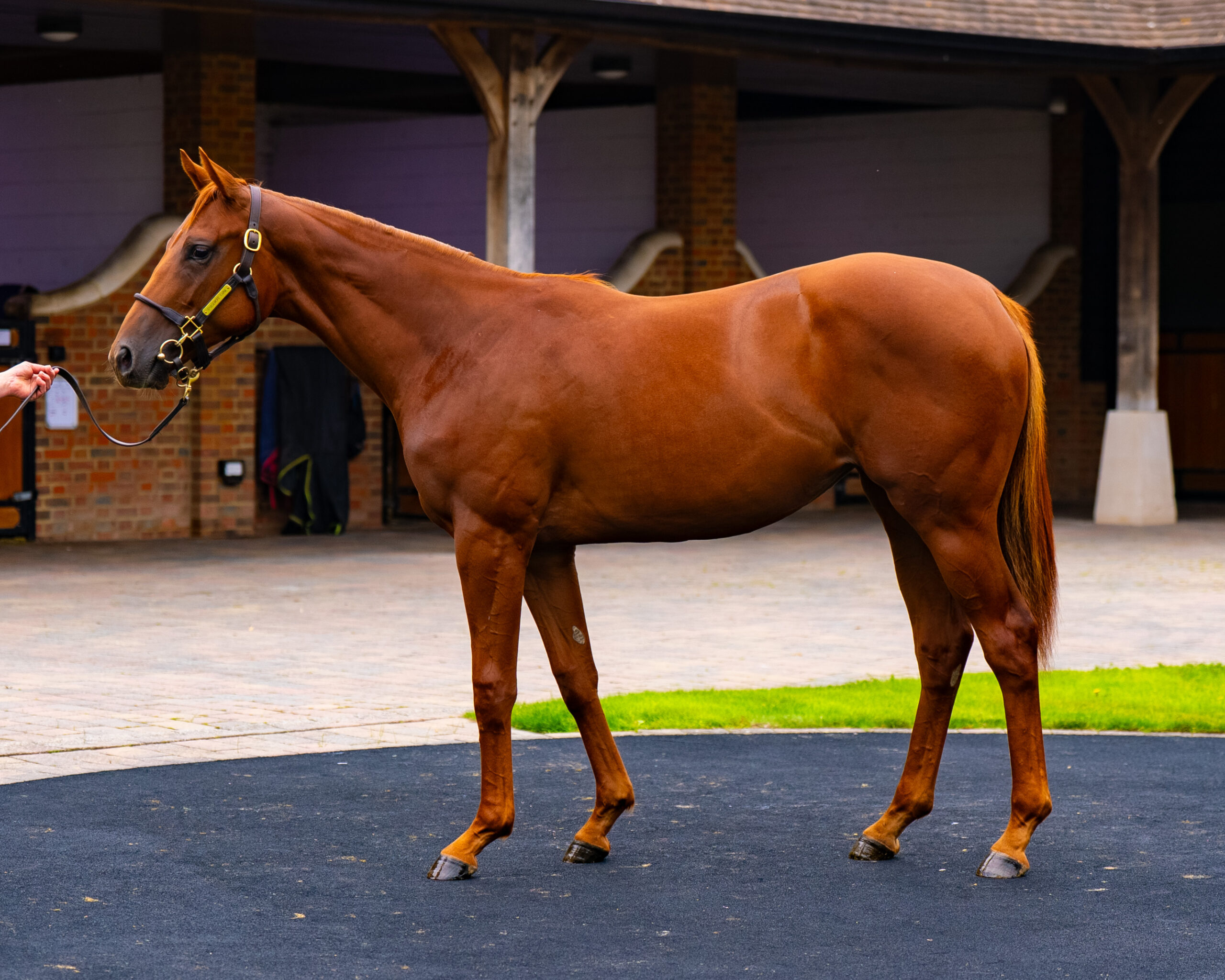 Our Horses for Sale