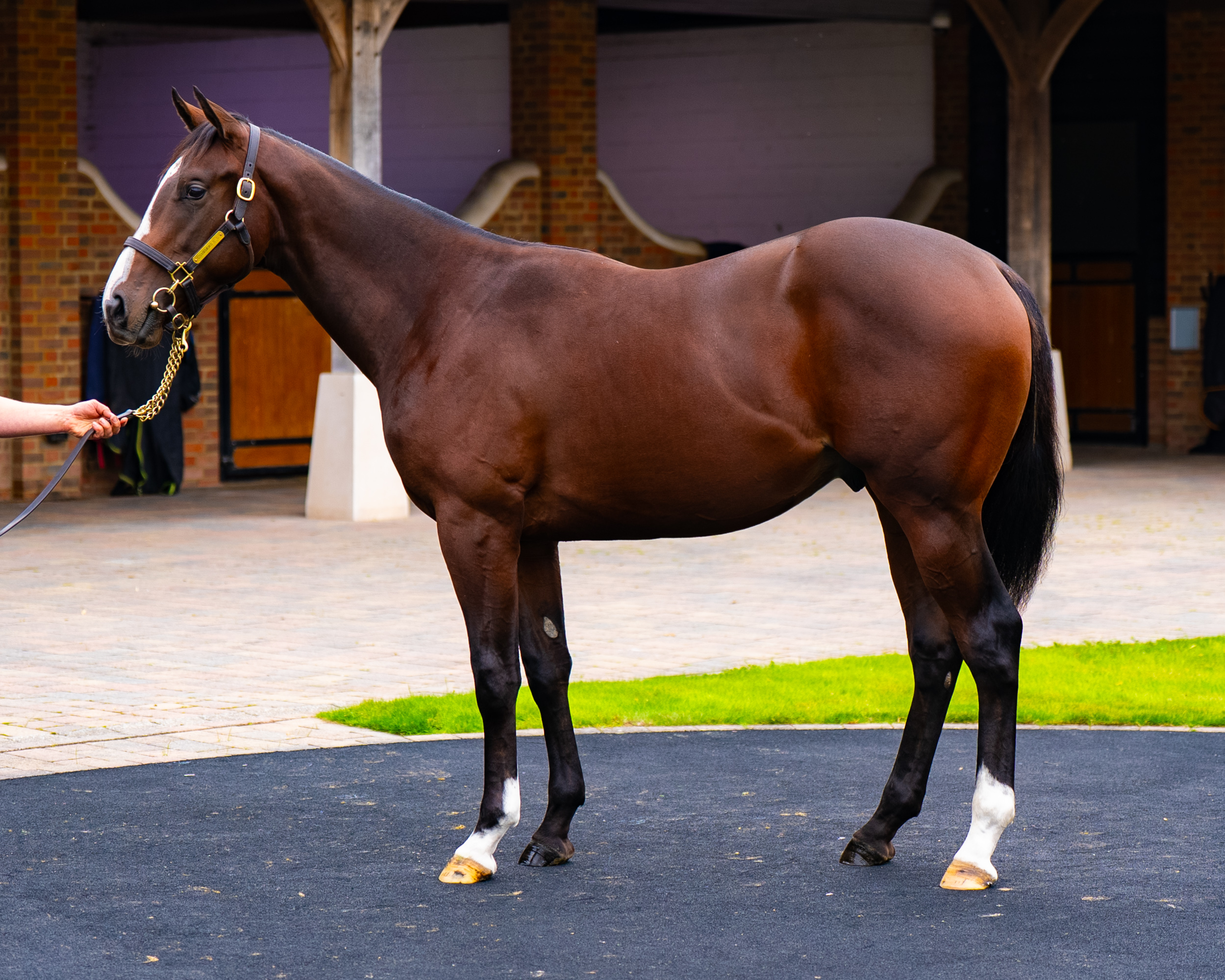 Our Horses for Sale
