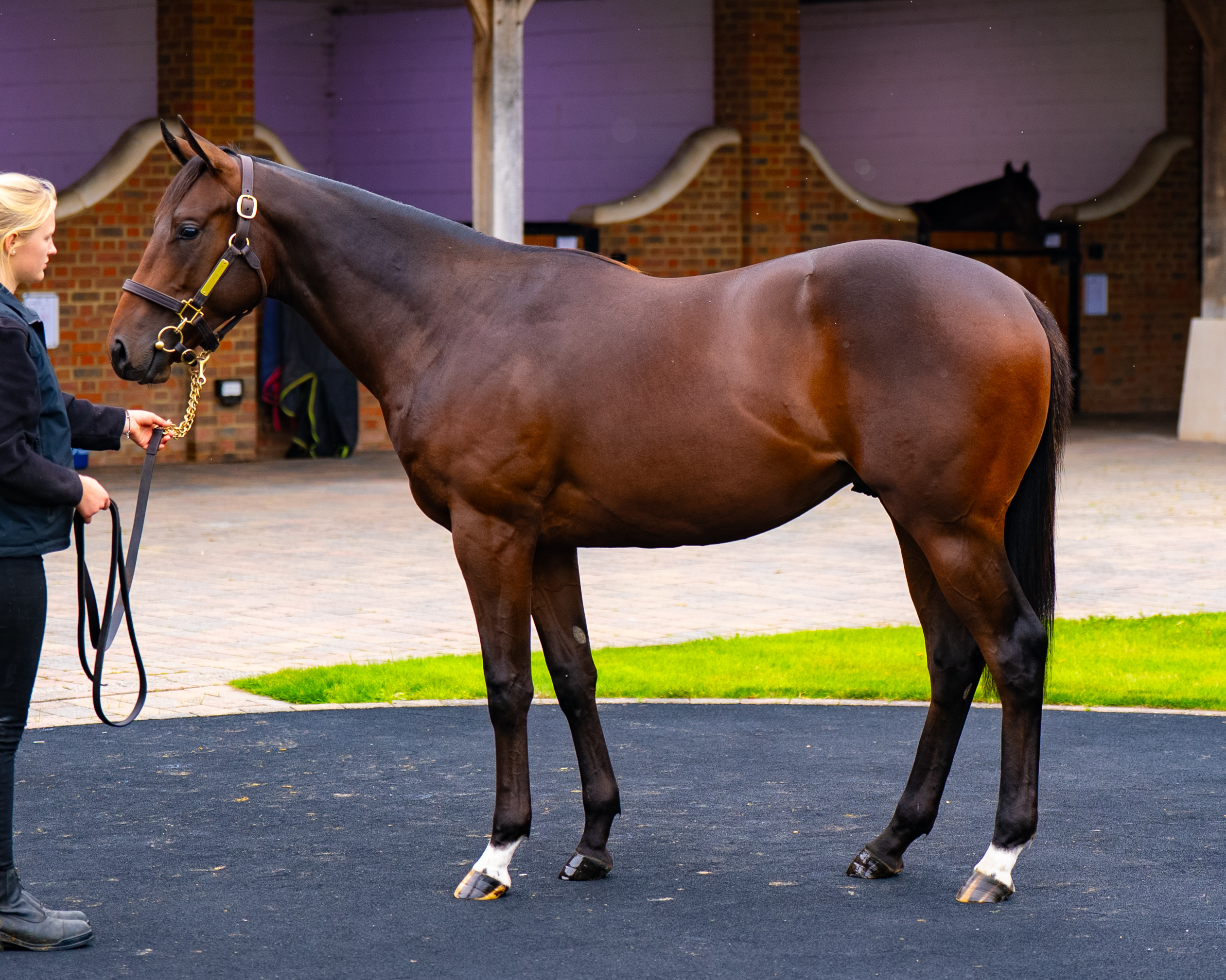 Our Horses for Sale