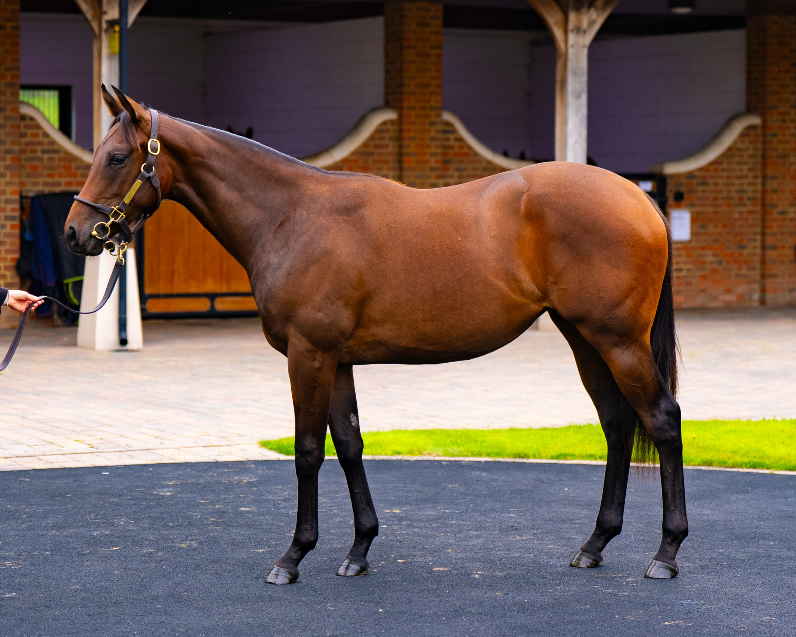 Our Horses for Sale