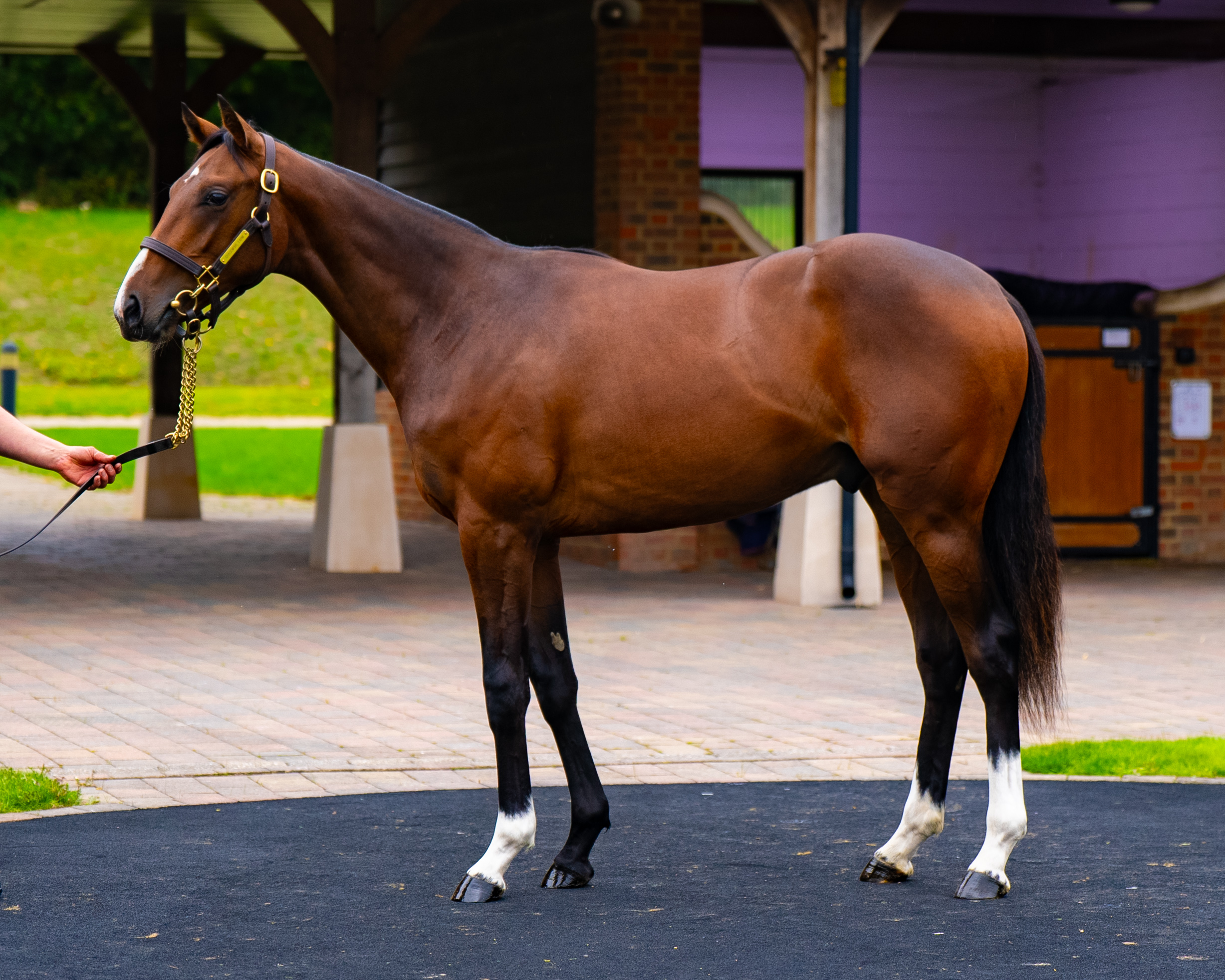 Our Horses for Sale