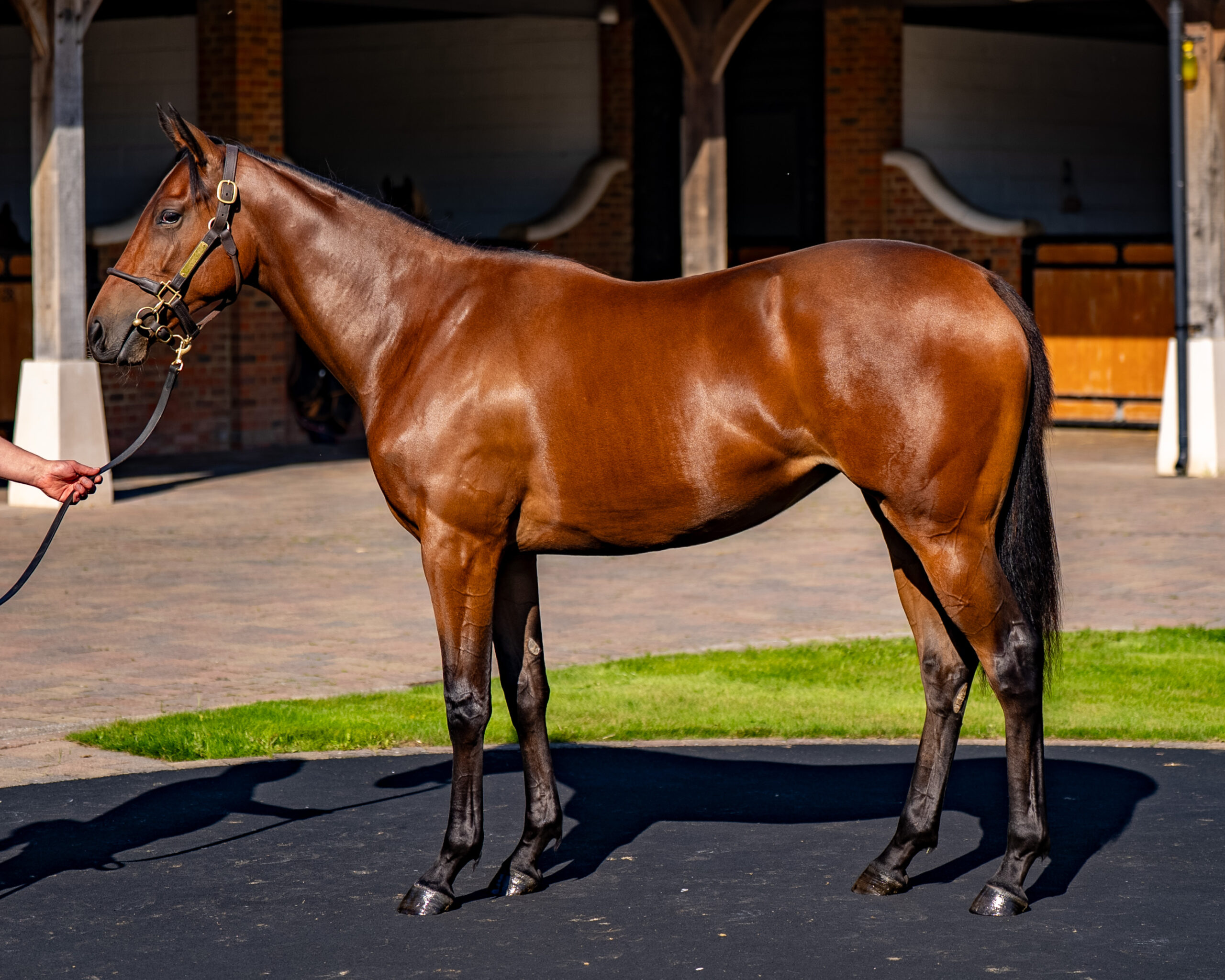 Our Horses for Sale