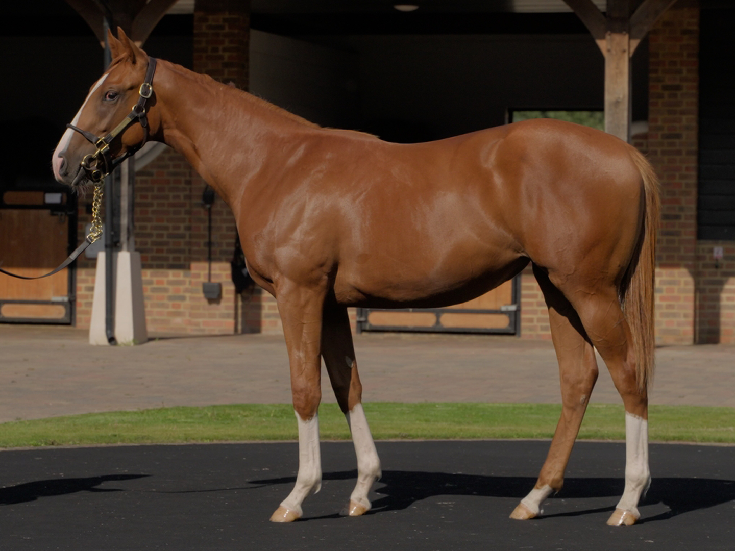 Our Horses for Sale