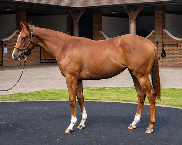 Our Horses for Sale