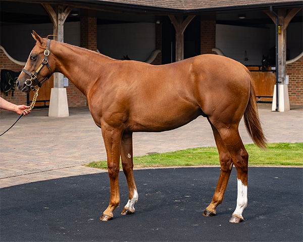 Our Horses for Sale