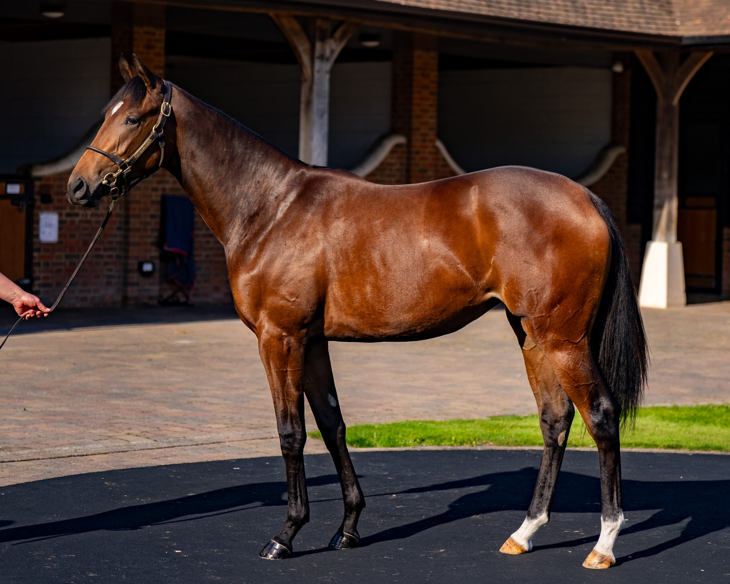 Our Horses for Sale