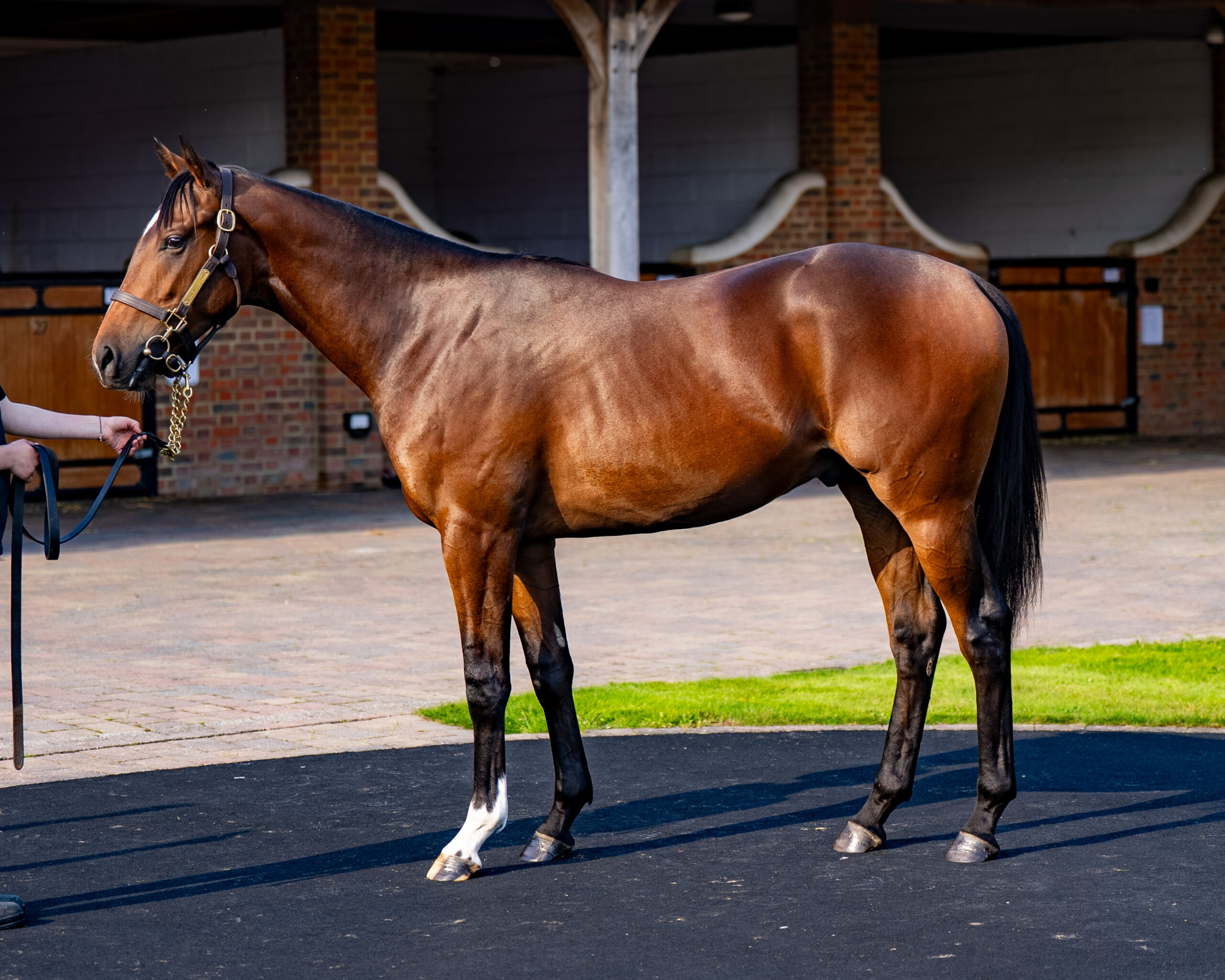 Our Horses for Sale