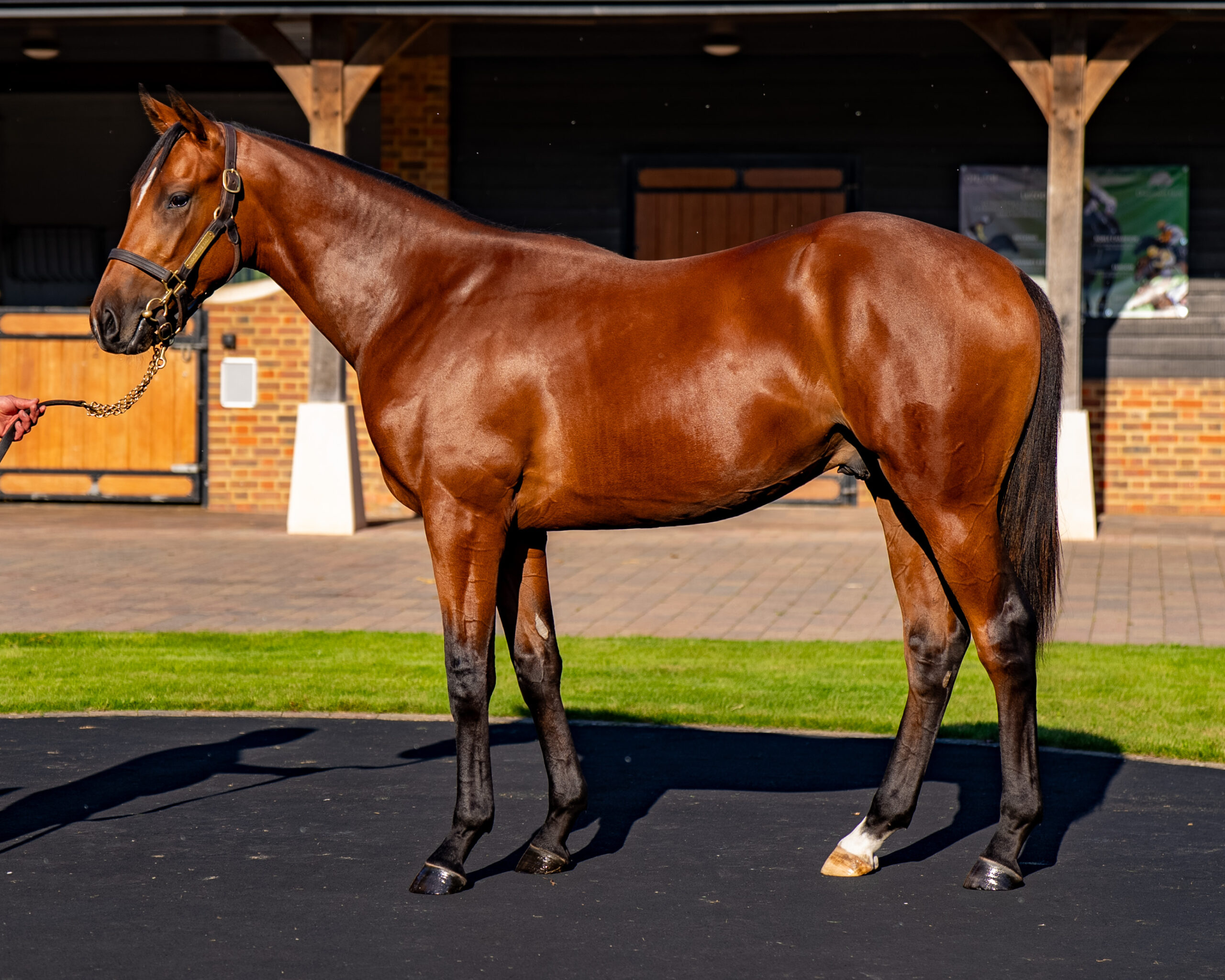 Our Horses for Sale