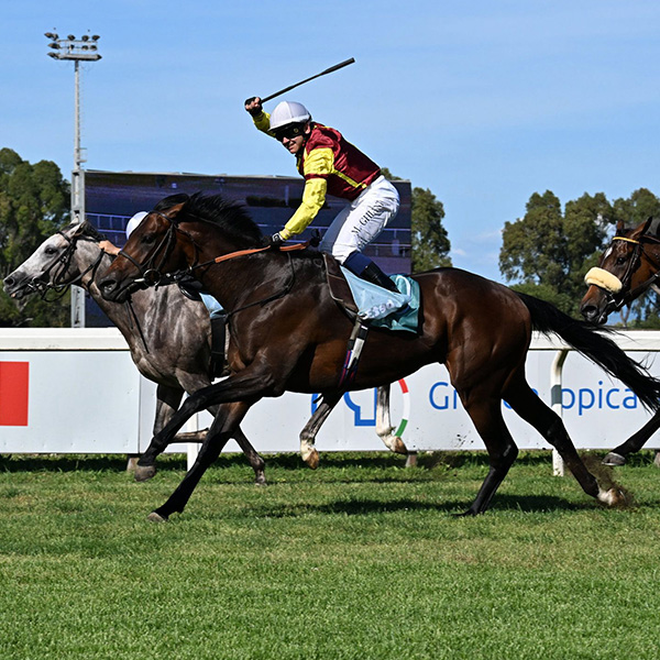 Our Horses In Training