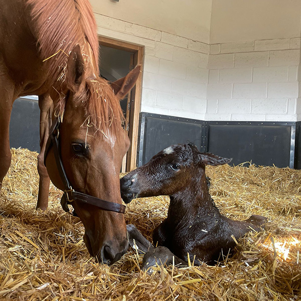 Our Foals