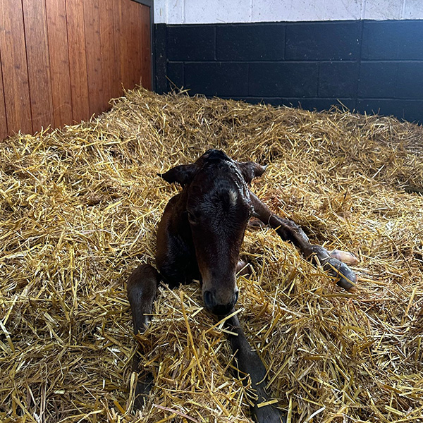 Our Foals