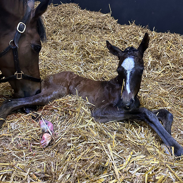 Our Foals