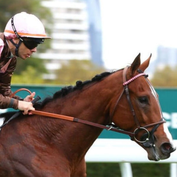 Our Horses In Training