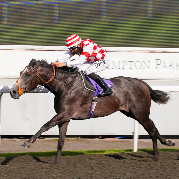 Our Horses In Training