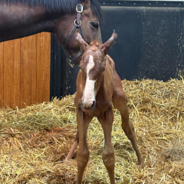 Our Foals