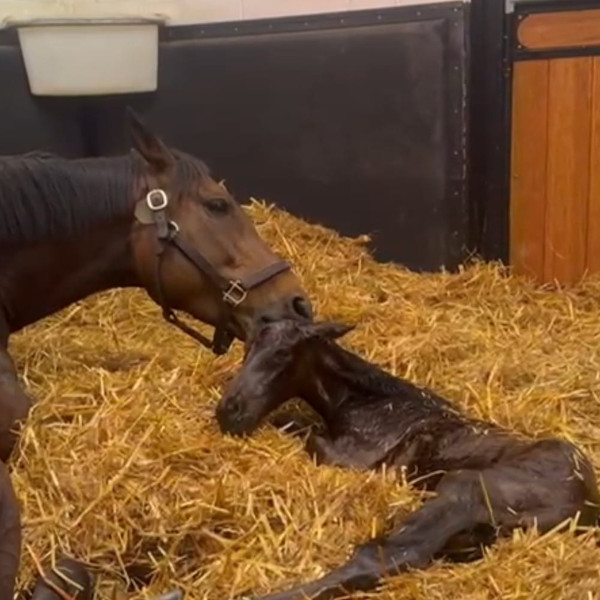 Our Foals