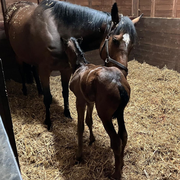 Our Foals
